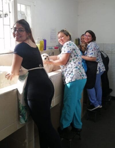 Curso Peluquería Canina