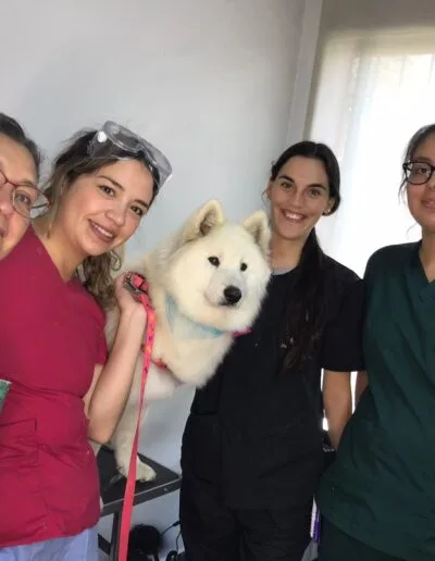 Curso Peluquería Canina