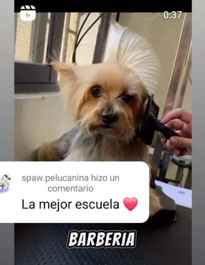 Comentario Spa Pelu Canina