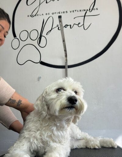Curso Peluquería Canina