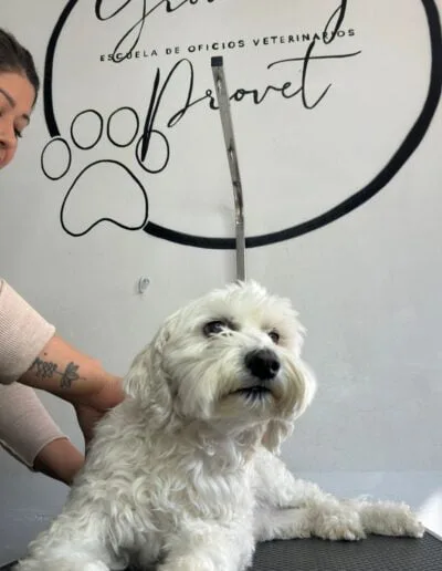 Curso Peluquería Canina