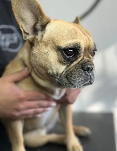 Curso Peluquería Canina