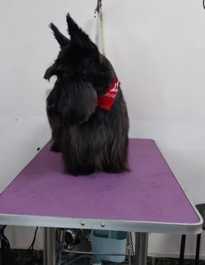 Curso Peluquería Canina