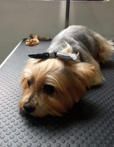 Curso Peluquería Canina