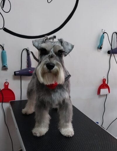 Curso Peluquería Canina