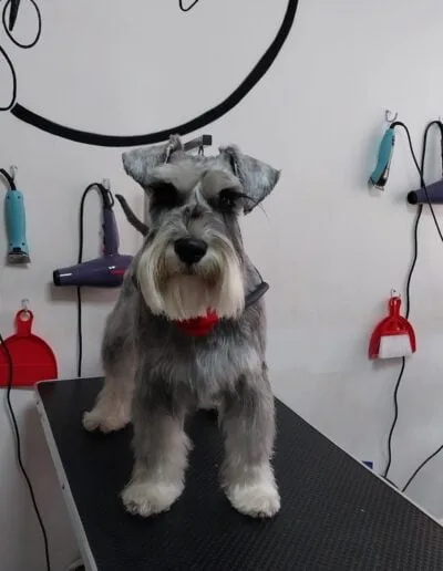 Curso Peluquería Canina