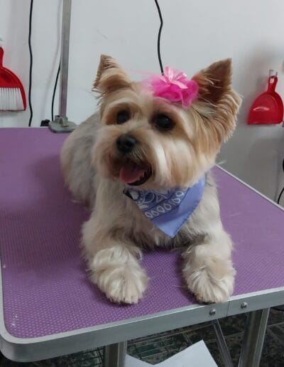 Curso Peluquería Canina