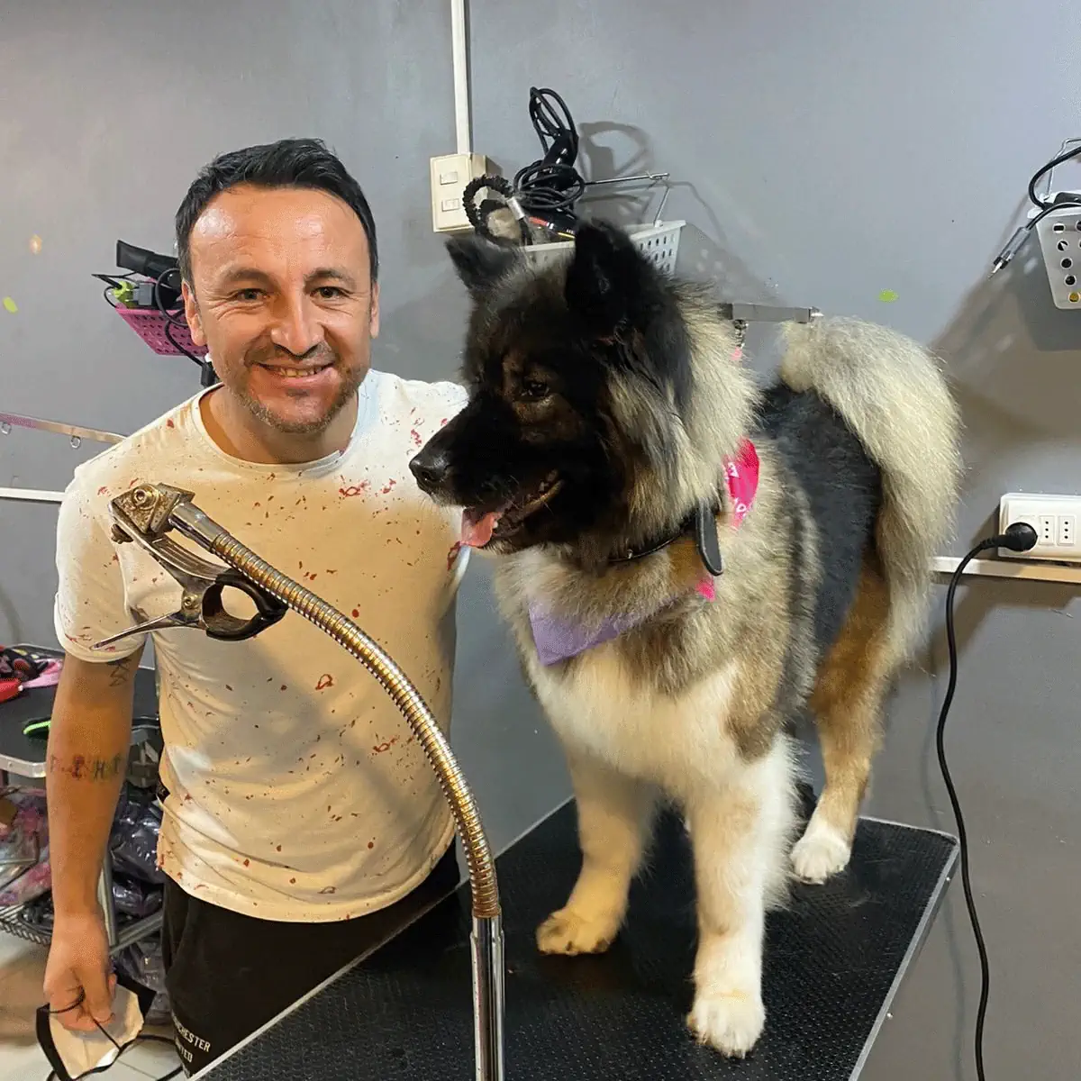 Grooming Provet - Groomer Feliz Akita Grooming Provet - Groomer Feliz Akita