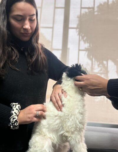 Taller Masoterapia Canina