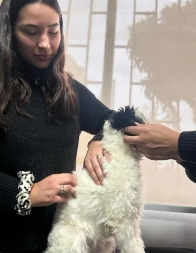 Taller Masoterapia Canina