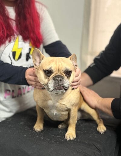 Taller Masoterapia Canina