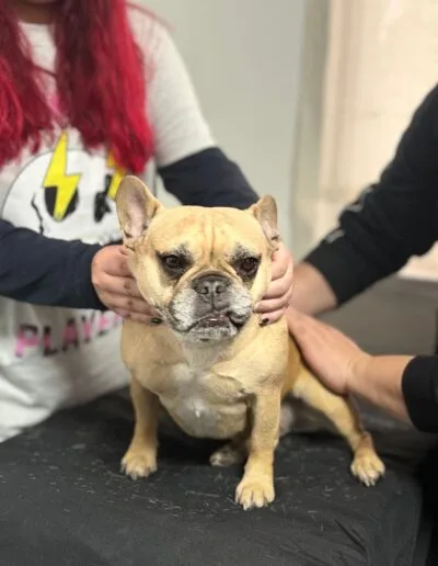 Taller Masoterapia Canina