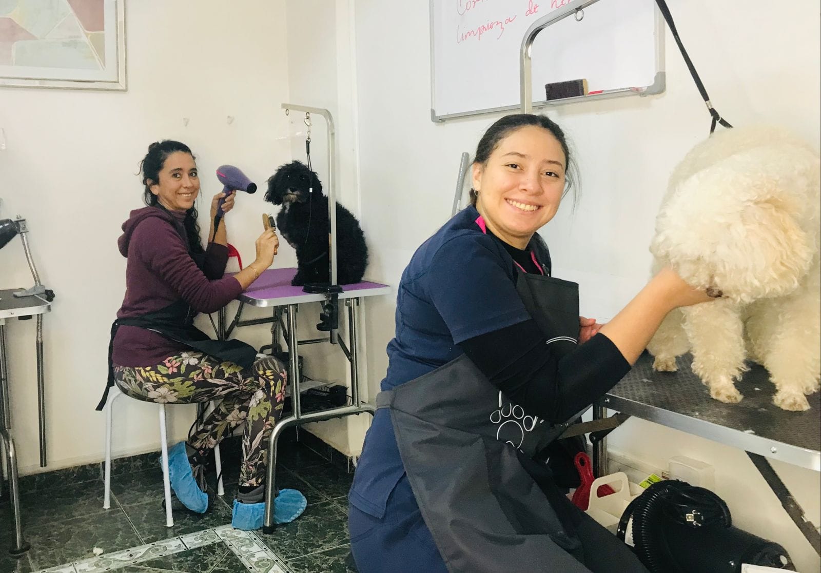 Curso Peluquería Canina