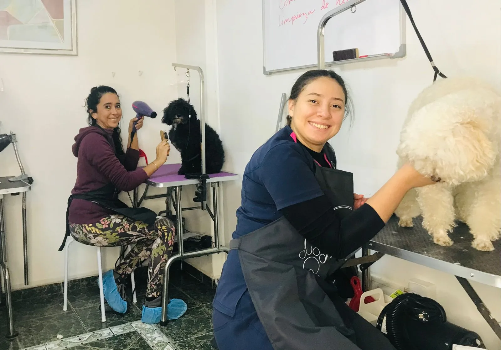 Curso Peluquería Canina