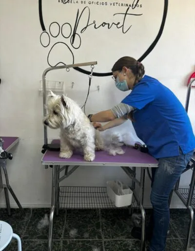 Curso Peluquería Canina
