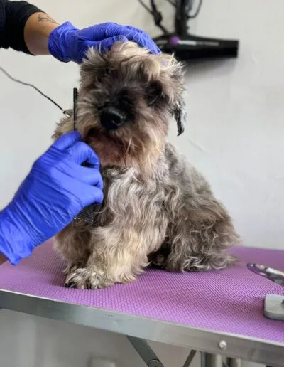 Curso Peluquería Canina