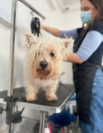 Curso Peluquería Canina