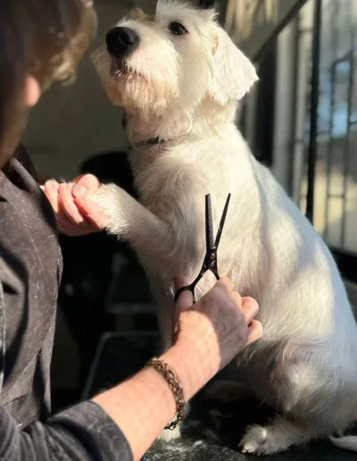 Curso Peluquería Canina