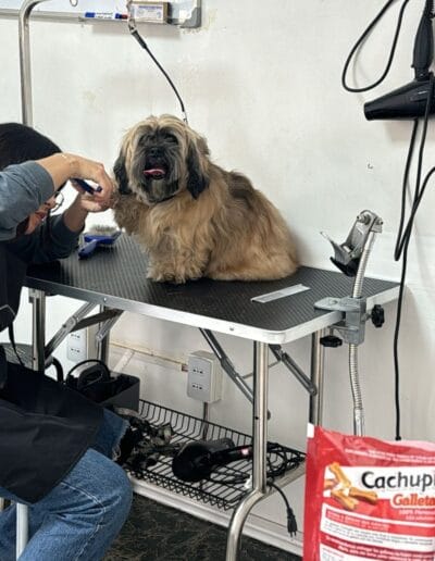 Curso Peluquería Canina