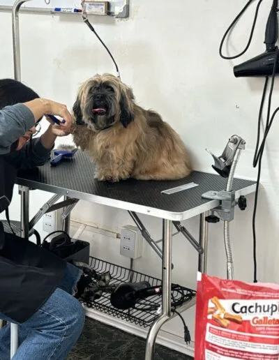 Curso Peluquería Canina