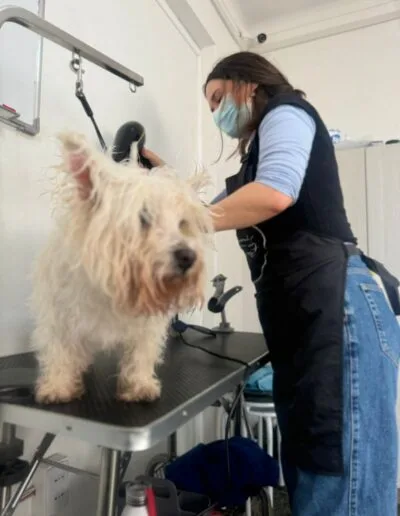 Curso Peluquería Canina