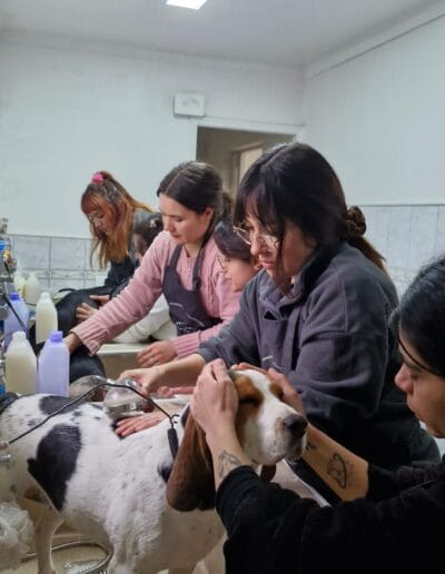 Grooming Provet - Baño Canino Bienestar