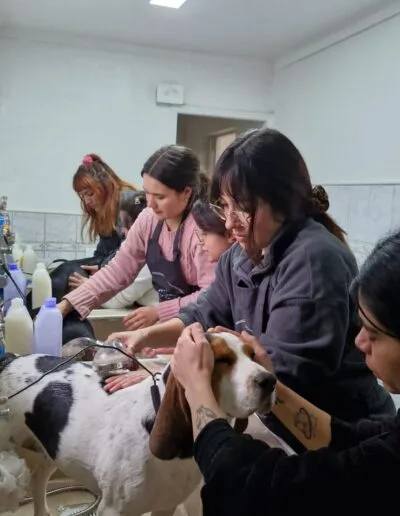 Grooming Provet - Baño Canino Bienestar