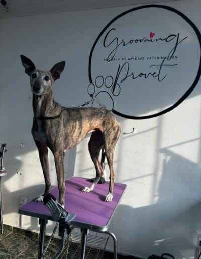 Grooming Provet - Bienestar Animal