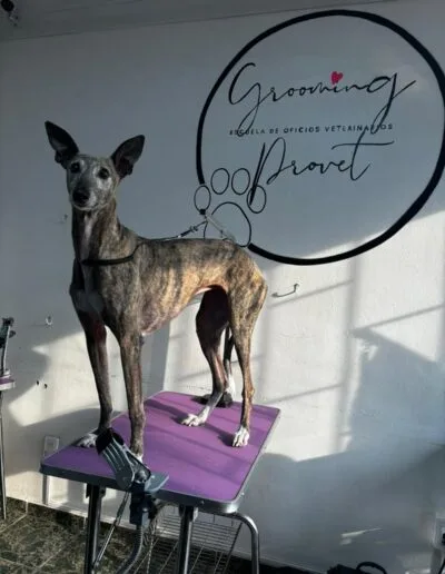 Grooming Provet - Bienestar Animal