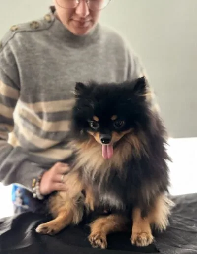 Grooming Provet - Bienestar Animal