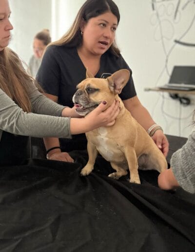 Taller Masoterapia Canina