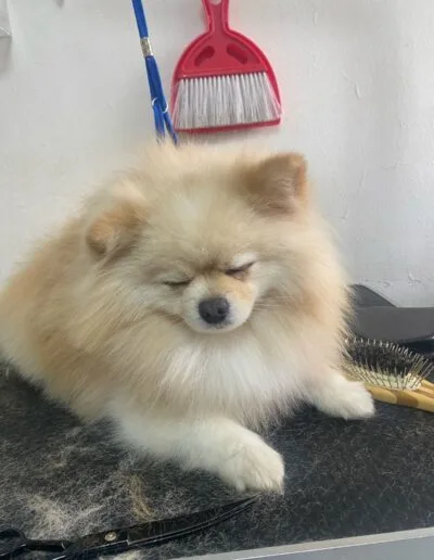 Grooming Provet - Pomerania
