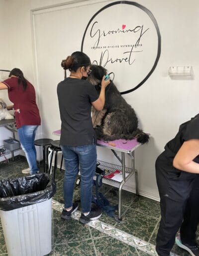 Curso Peluquería Canina