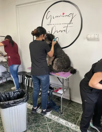 Curso Peluquería Canina