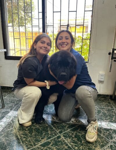 Grooming Provet - Bienestar Animal